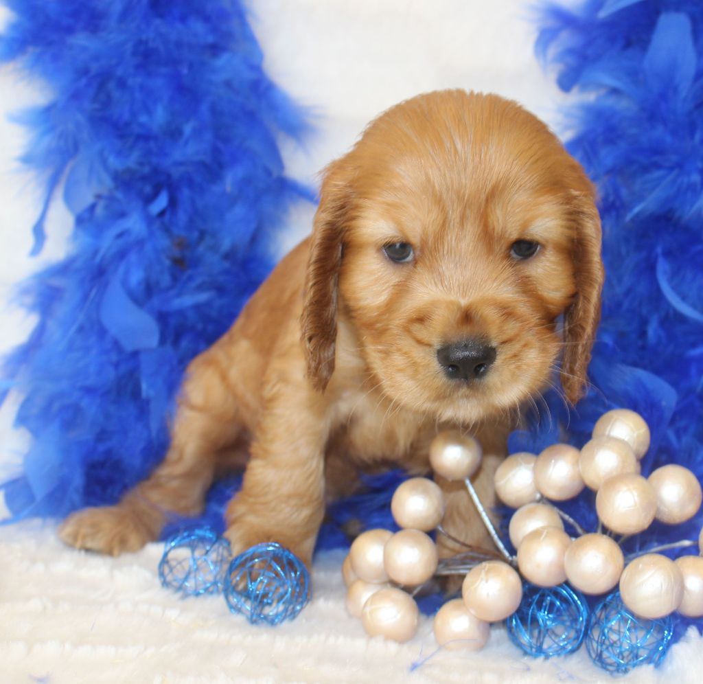 CHIOT male cocker fauve collier vert