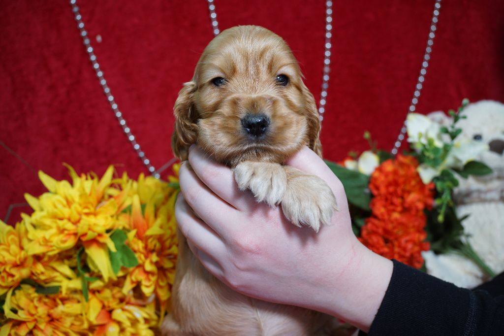 CHIOT femelle collier rouge