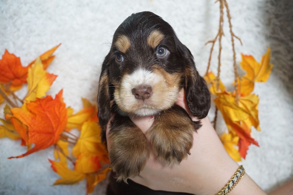 CHIOT femelle chocolat et feu collier rouge
