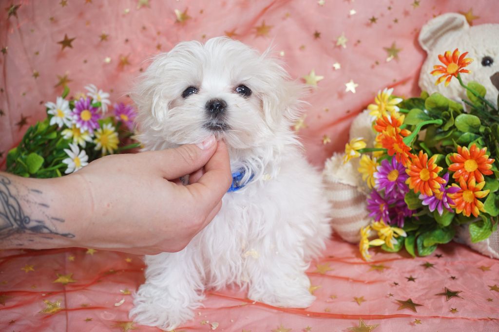 CHIOT male collier bleu