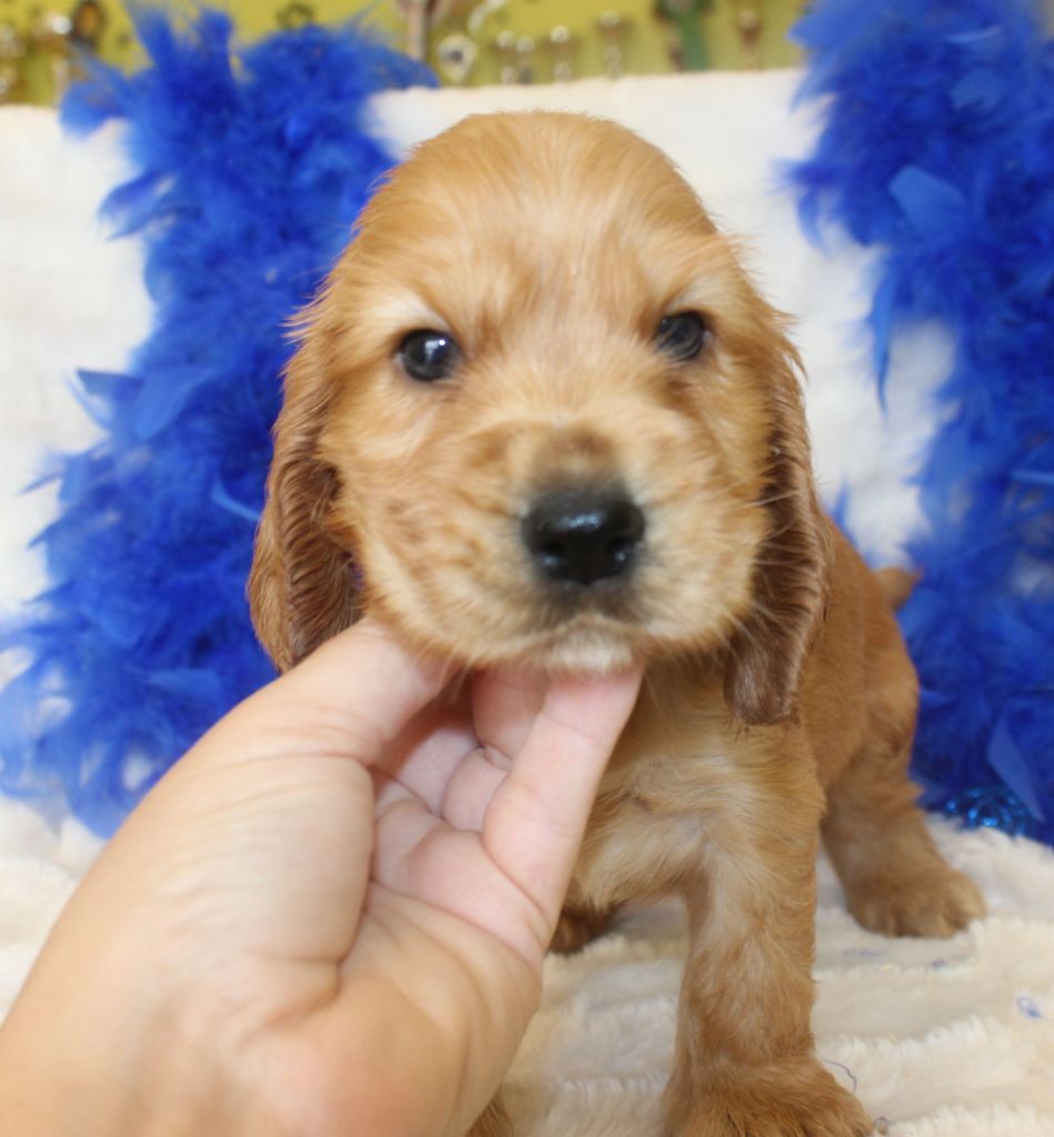 CHIOT male cocker fauve collier marron