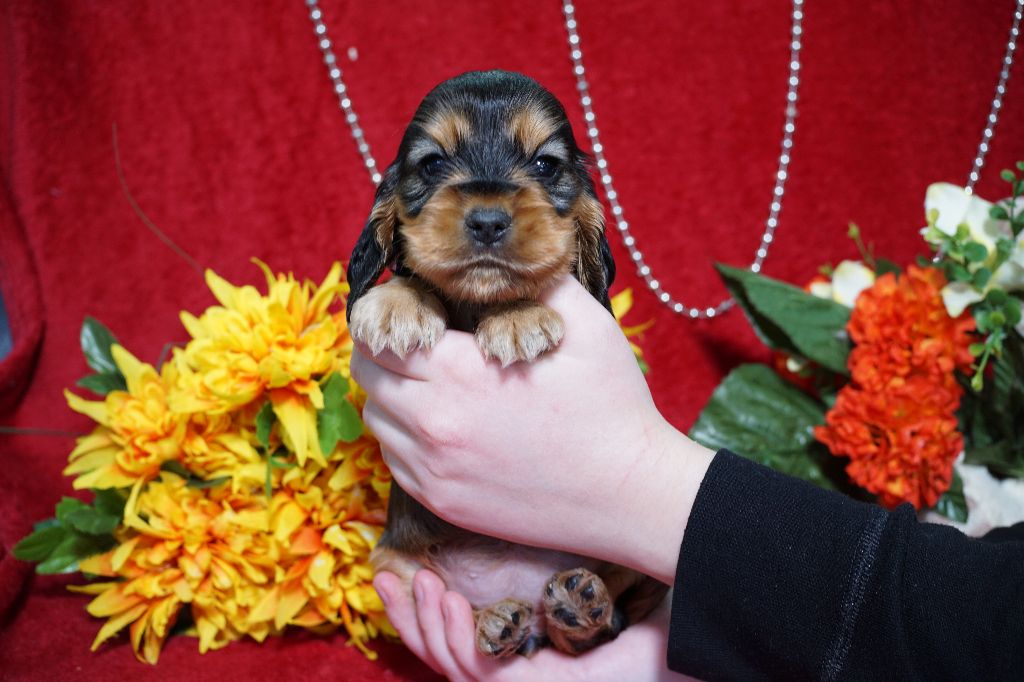 CHIOT femelle zibeline collier rose