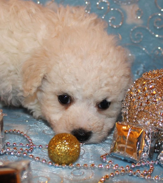CHIOT male bichon sans collier