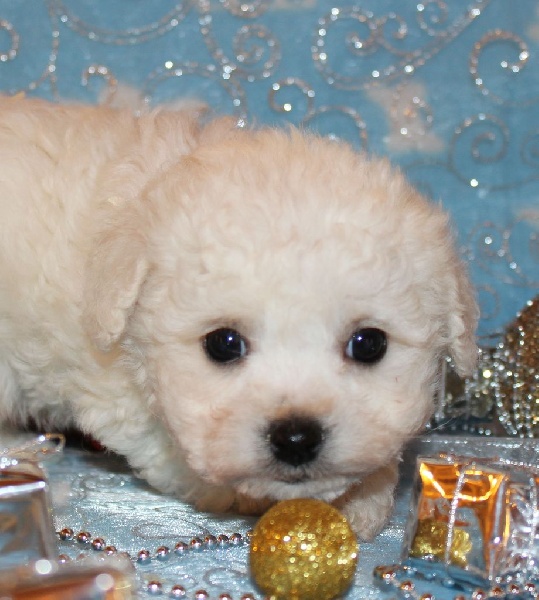 CHIOT male bichon collier rouge