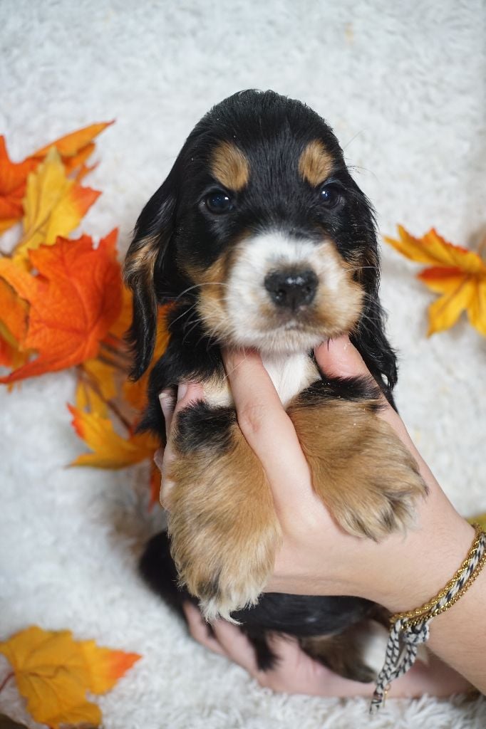 CHIOT femelle noir et feu collier jaune