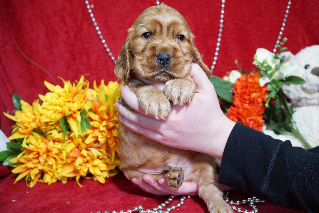 CHIOT male fauve collier vert