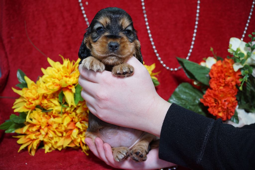 CHIOT femelle zibeline collier rose