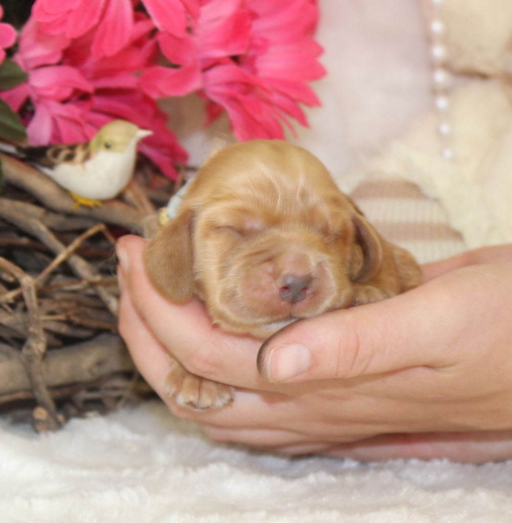 CHIOT femelle cocker fauve collier jaune