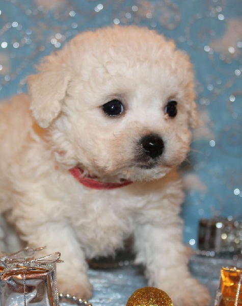 CHIOT male bichon collier rouge
