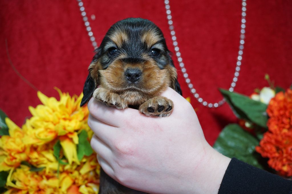 CHIOT femelle zibeline collier rose