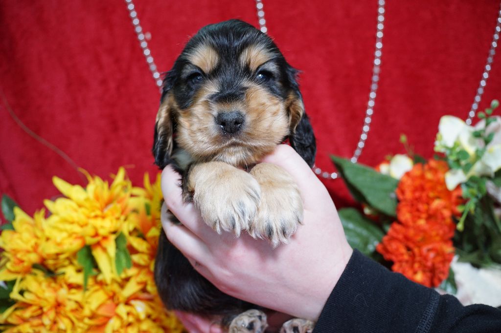 CHIOT male zibeline collier marron