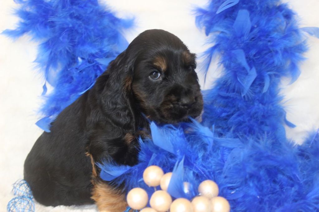 CHIOT male cocker noir fet feu collier bleu