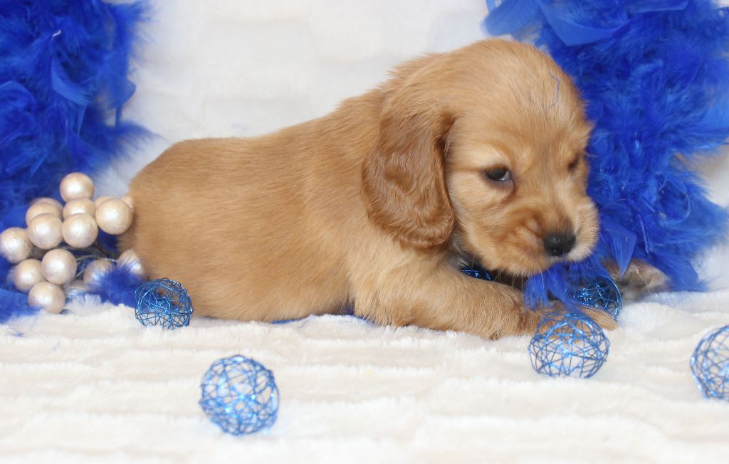 CHIOT femelle cocker fauve collier rouge
