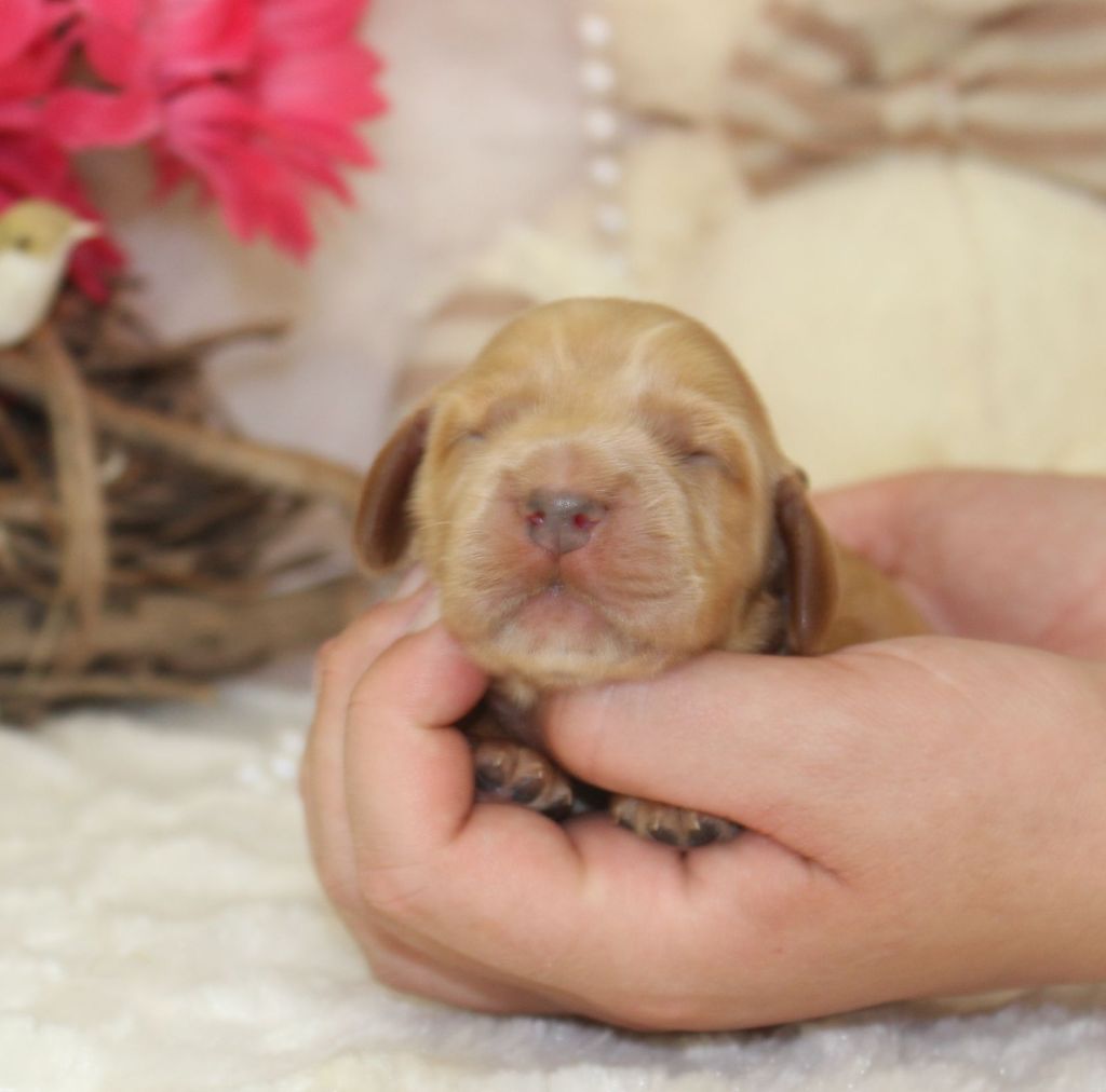CHIOT male cocker fauve collier marron