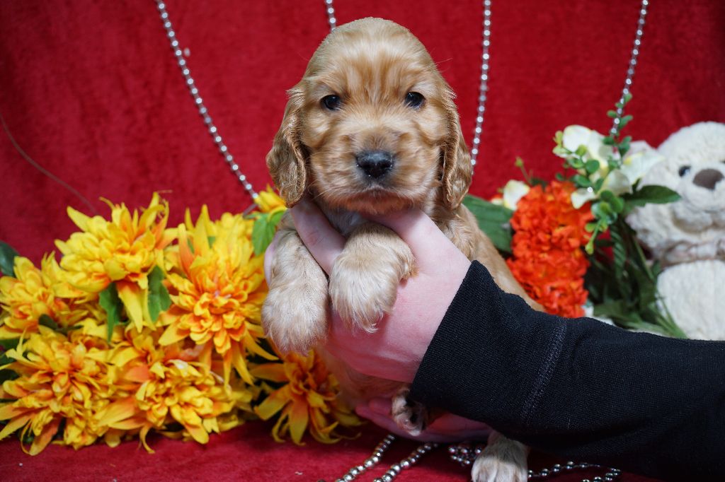 CHIOT male fauve collier collier jaune