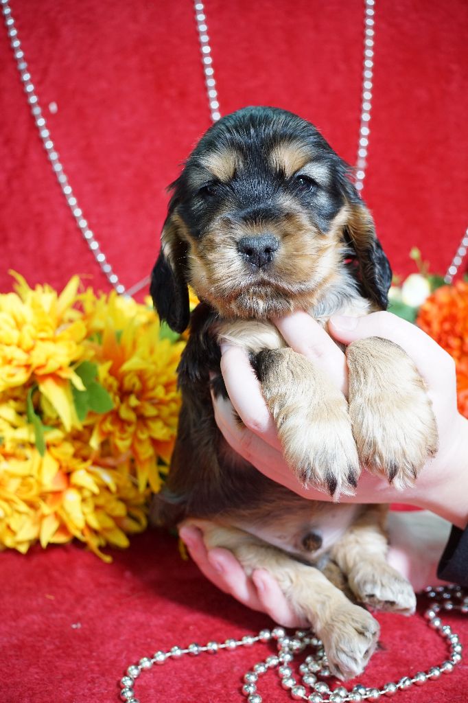 CHIOT male zibeline collier bleu