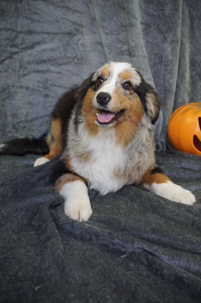 CHIOT male bleu merle collier bleu