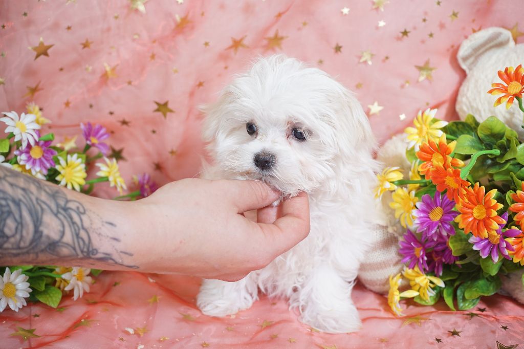 CHIOT femelle collier rose