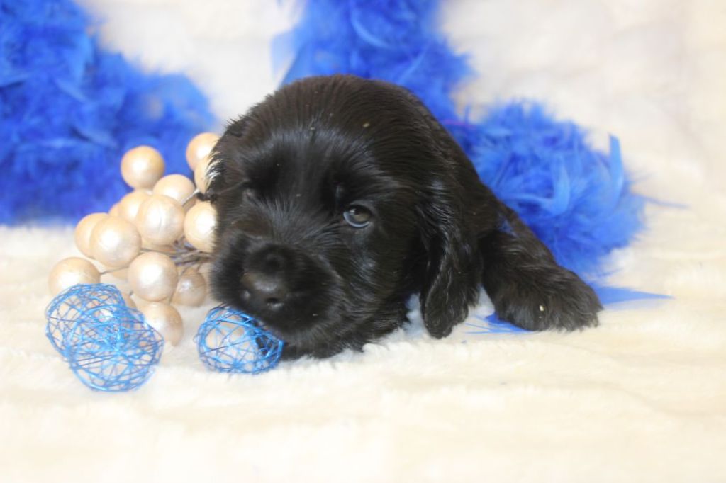 CHIOT male cocker noir