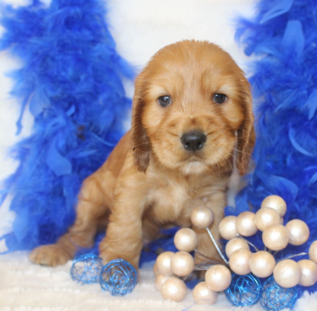 CHIOT male cocker fauve collier vert