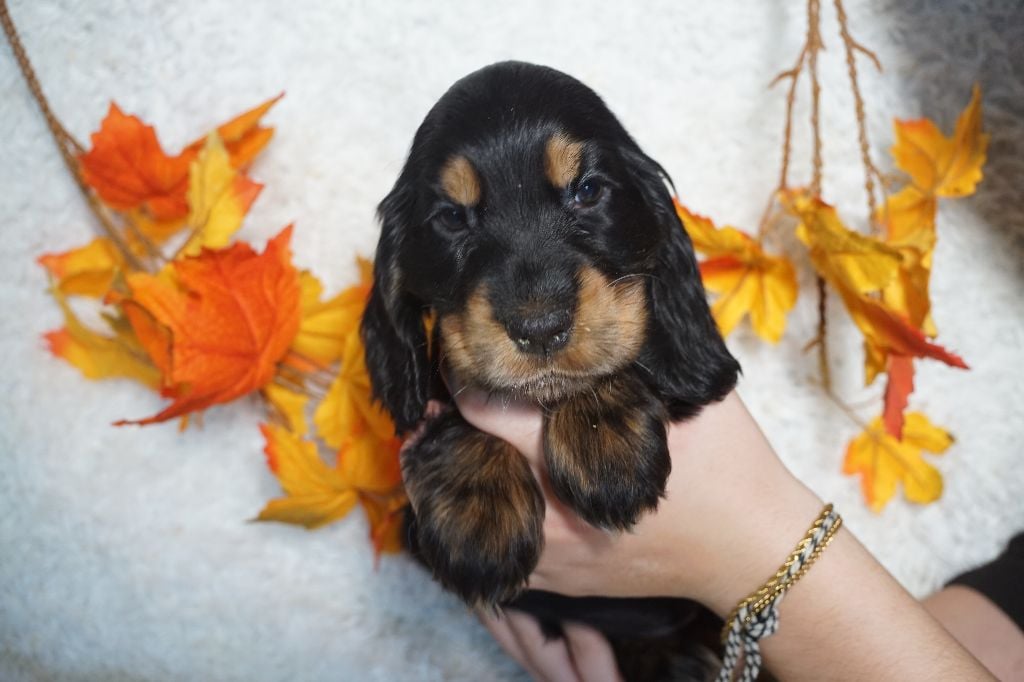 CHIOT femelle noir et feu collier violet