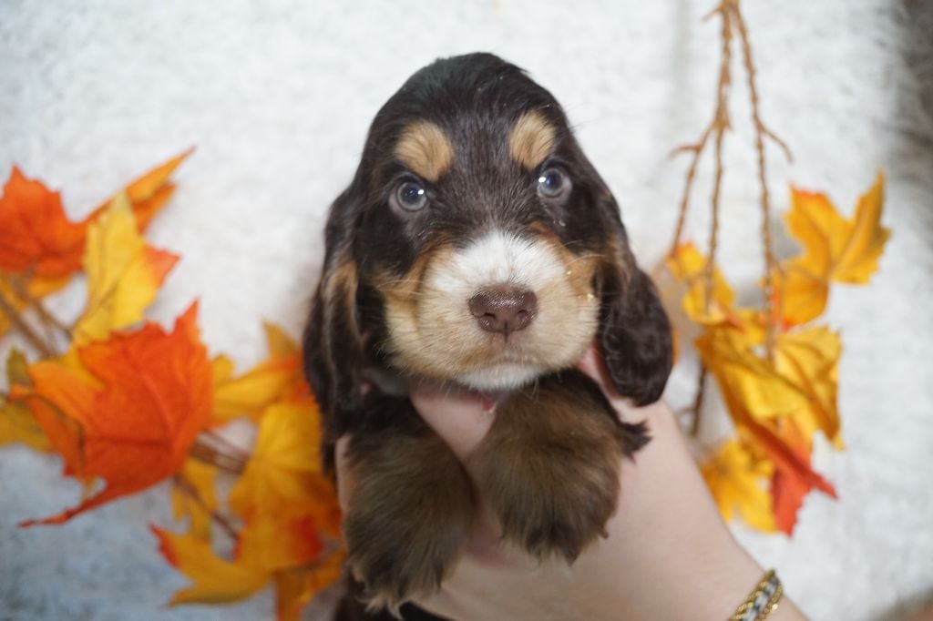 CHIOT femelle chocolat et feu collier rouge