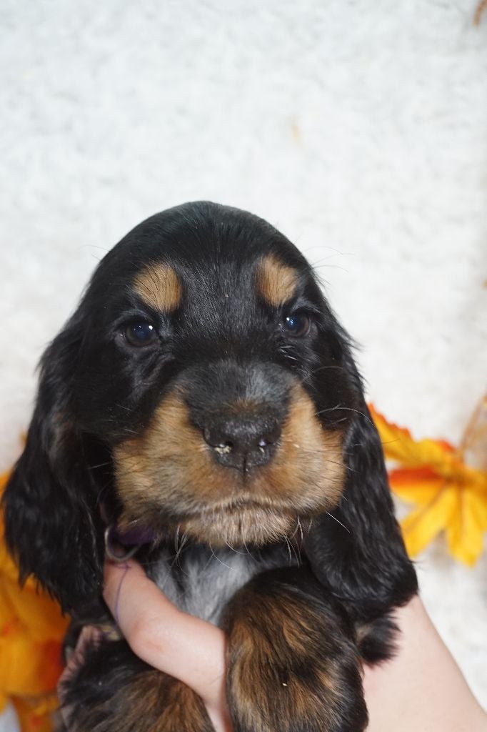 CHIOT femelle noir et feu collier violet