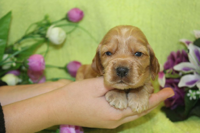 Cocker Spaniel Anglais