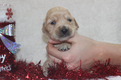 Les chiots de Golden Retriever