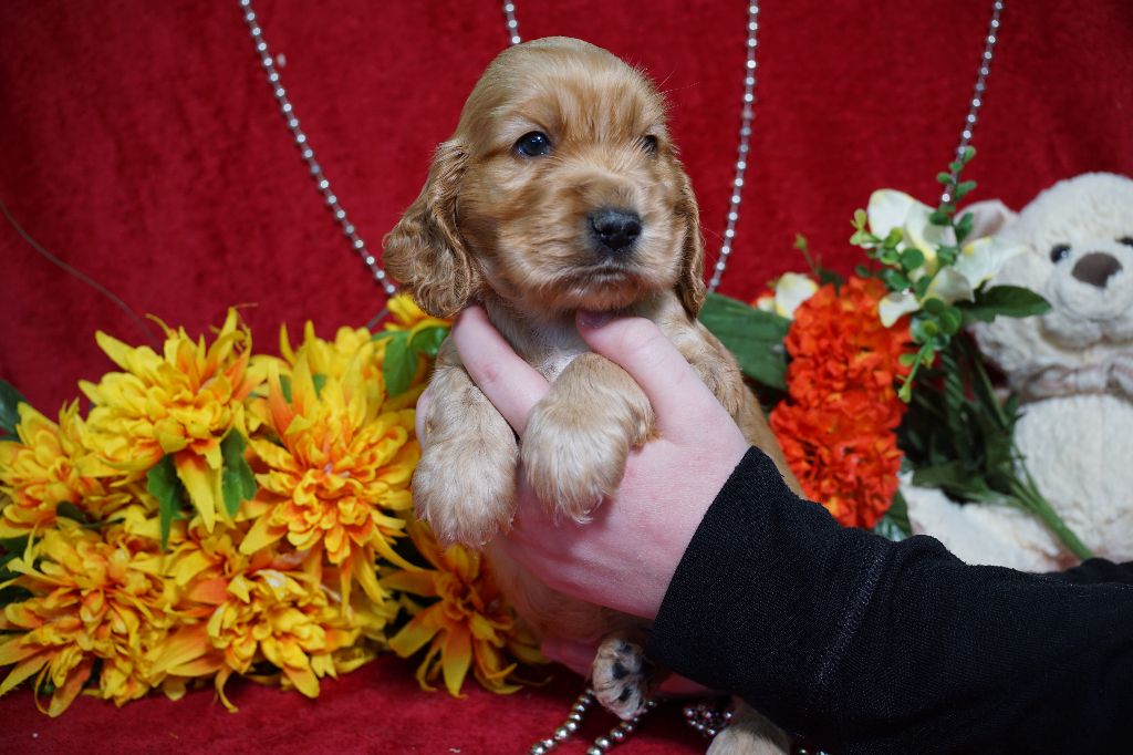 CHIOT male fauve collier collier jaune