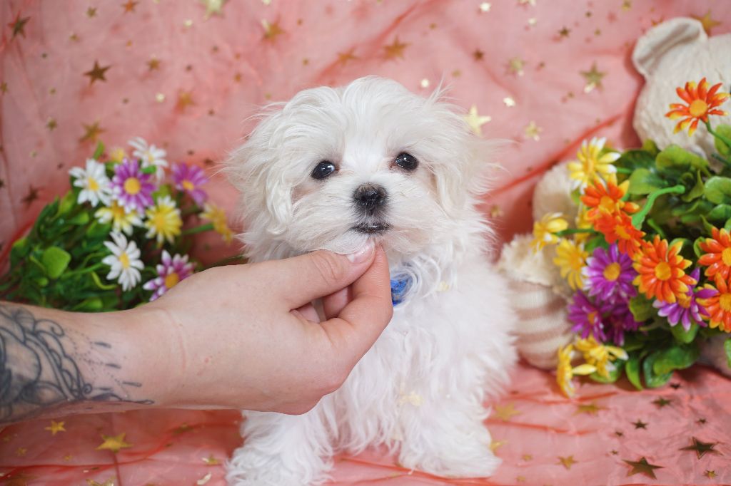 CHIOT male collier bleu