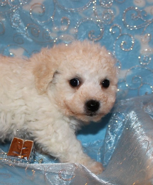 CHIOT male bichon sans collier