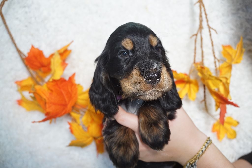 CHIOT femelle noir et feu collier violet