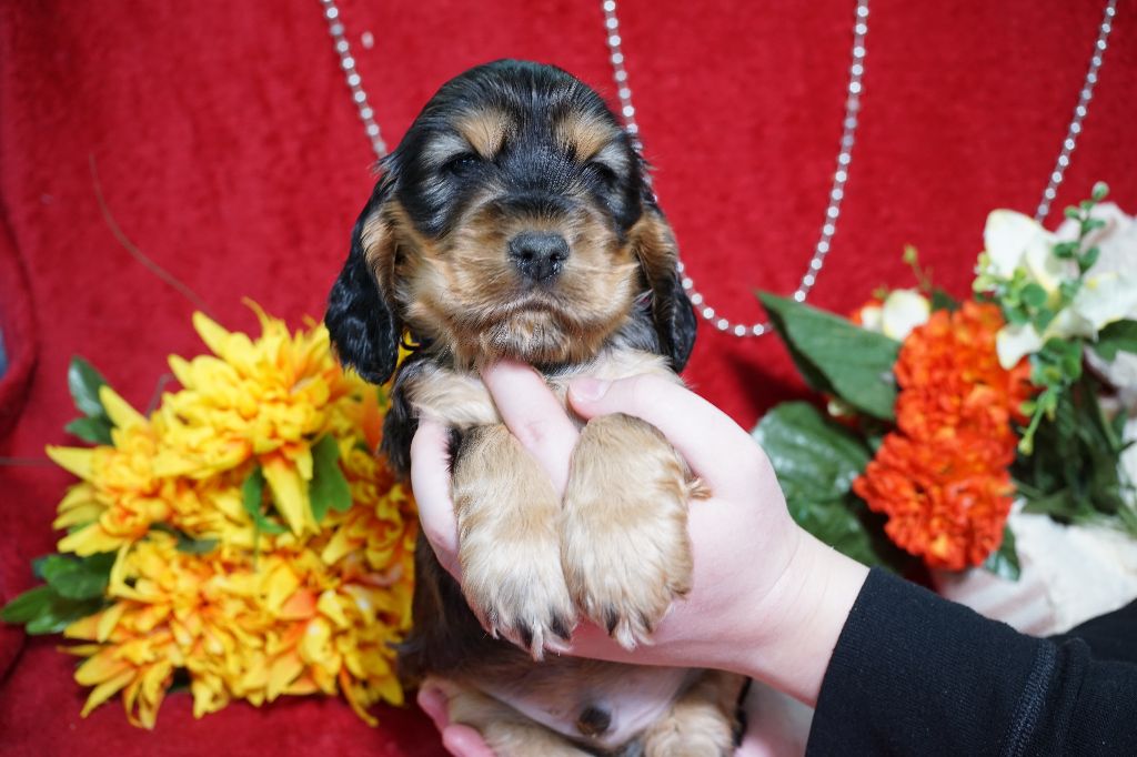 CHIOT male zibeline collier bleu