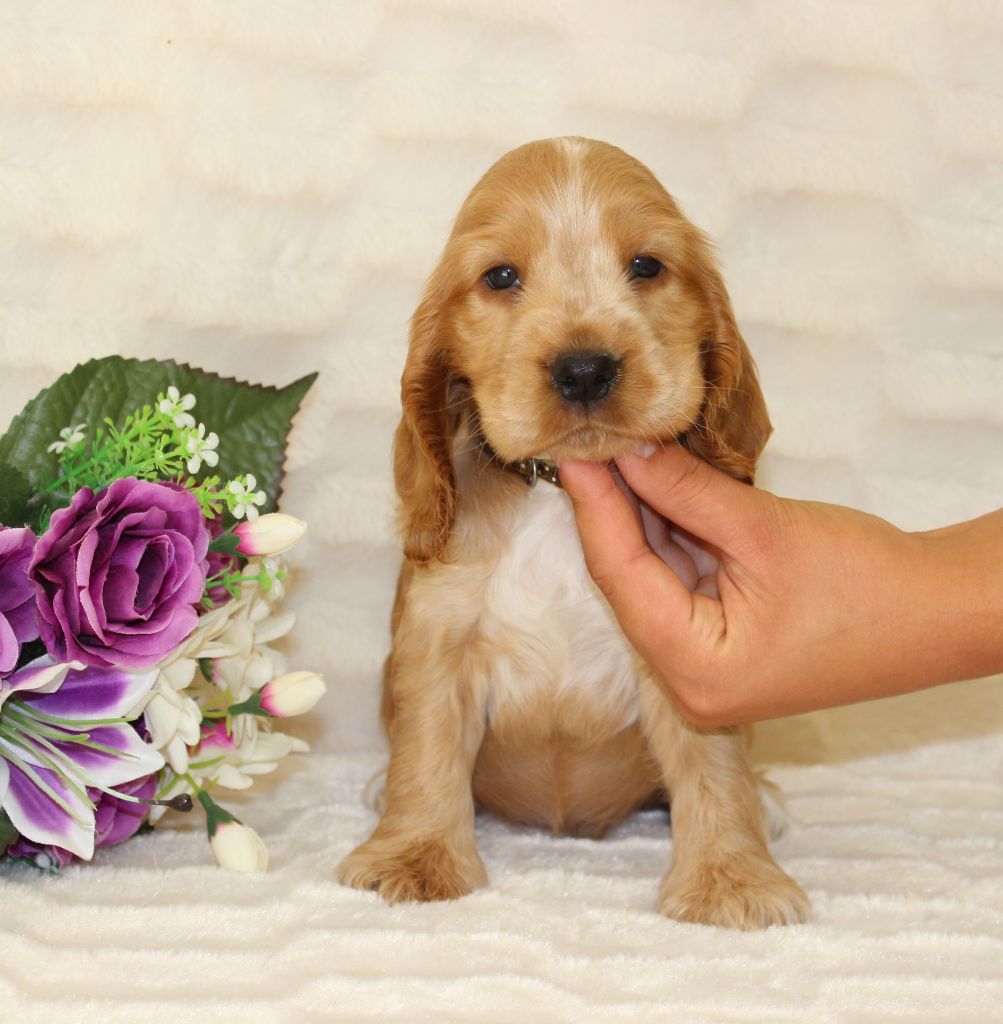 Du Royaume Des Quatre Pattes - Cocker Spaniel Anglais - Portée née le 01/07/2019