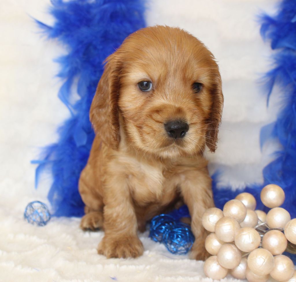 CHIOT male cocker fauve collier vert