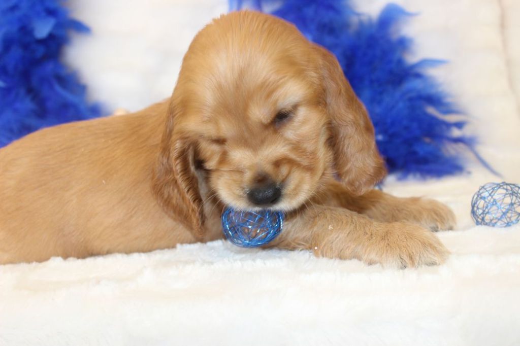 CHIOT femelle cocker fauve collier jaune