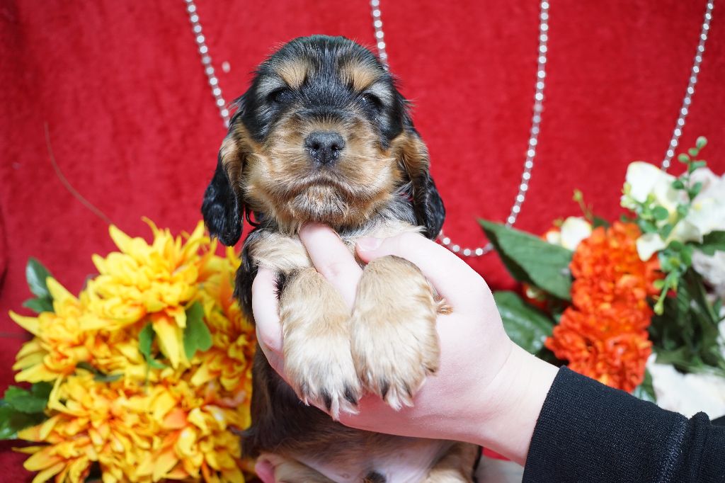 CHIOT male zibeline collier bleu