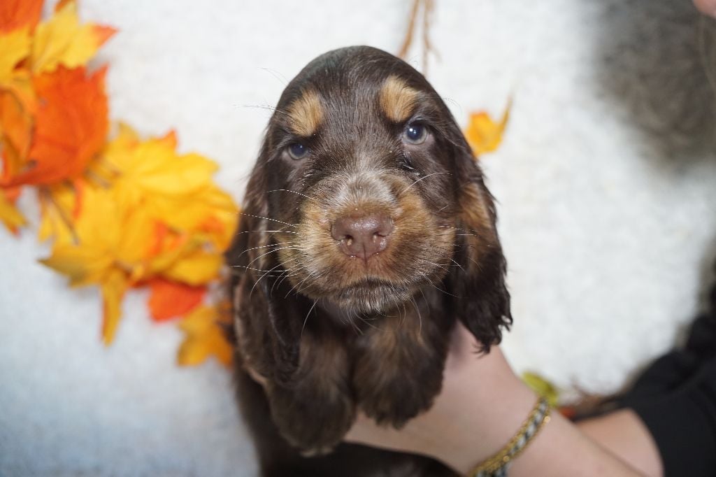 CHIOT femelle chocolat et feu collier rose