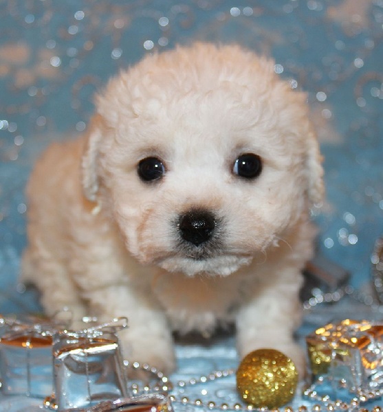 CHIOT male bichon collier rouge