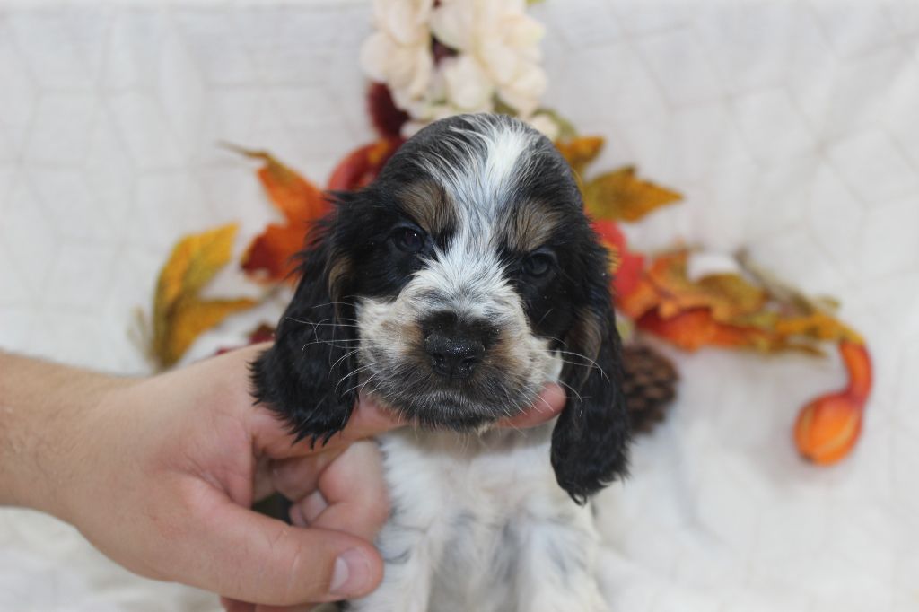 chiot Cocker Spaniel Anglais Du Royaume Des Quatre Pattes
