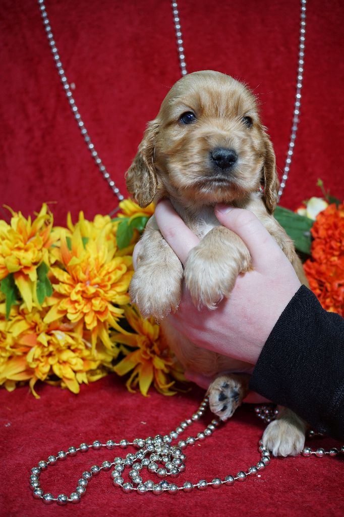 CHIOT male fauve collier collier jaune