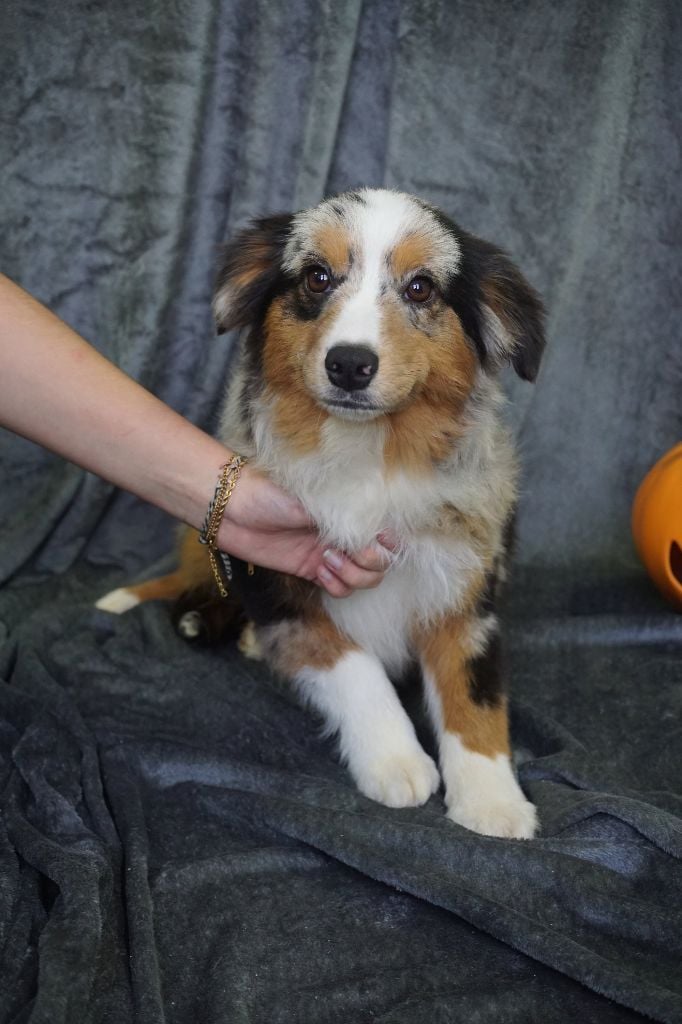 CHIOT male bleu merle collier bleu