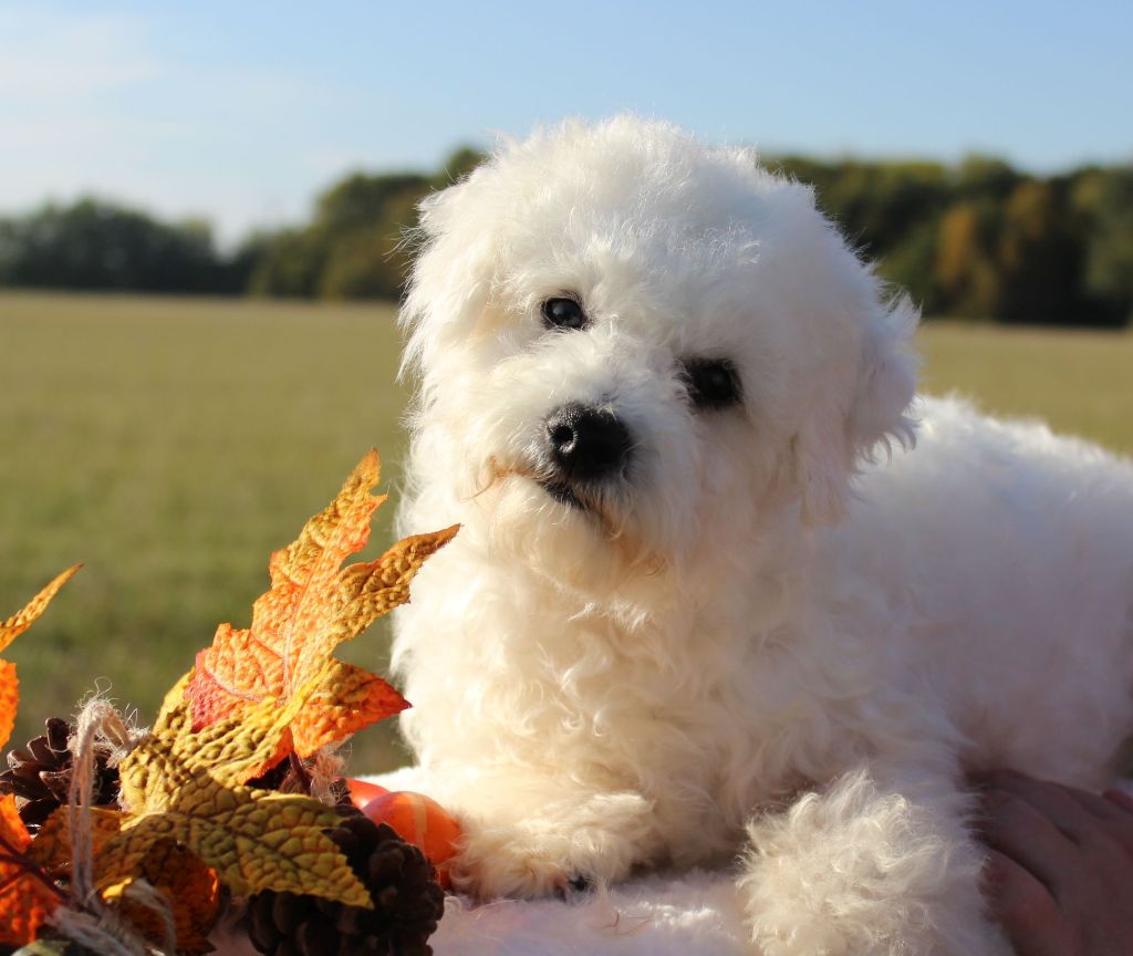 Chiot - Elevage Du Royaume Des Quatre Pattes - eleveur de chiens Bichon