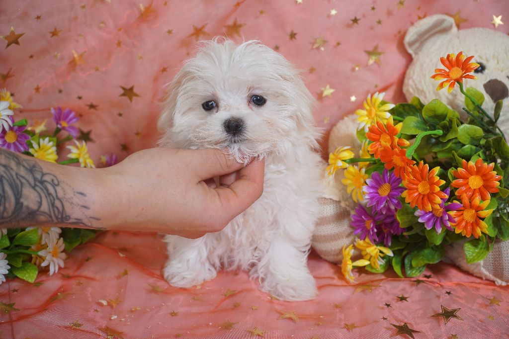 CHIOT femelle collier rose