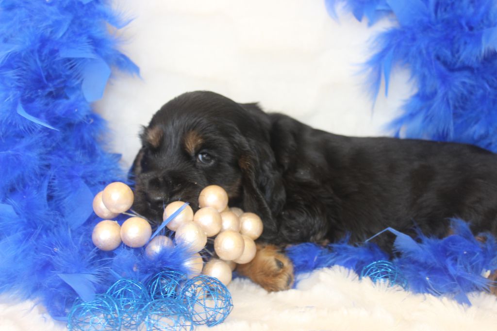 CHIOT male cocker noir fet feu collier bleu