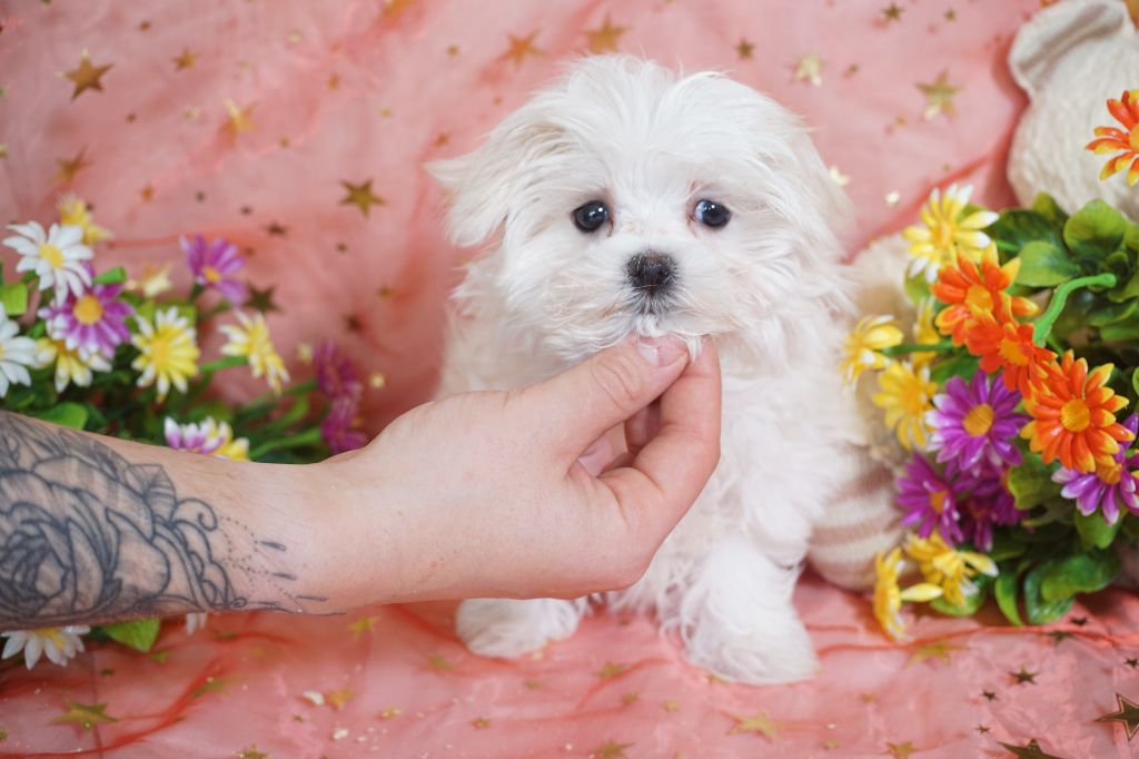 CHIOT femelle collier rose