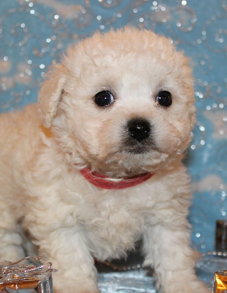 CHIOT male bichon collier rouge