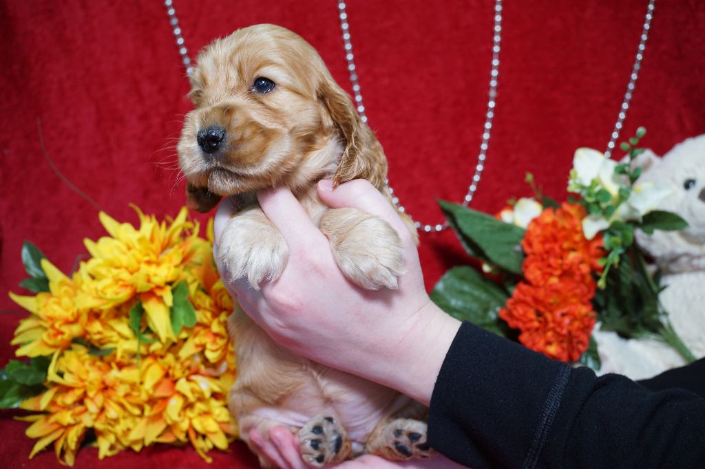 CHIOT femelle collier rouge