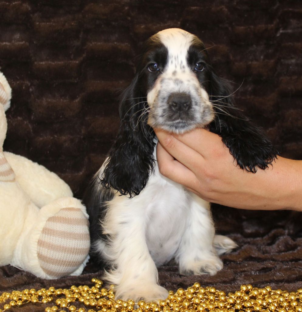 Du Royaume Des Quatre Pattes - Cocker Spaniel Anglais - Portée née le 03/05/2019